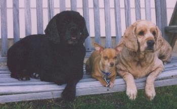 Bubbles, Peanut and Rainbow - Bubbles - male, black color
Peanut - male, chihuahua
Rainbow - female, buff color
They&#039;re sitting in my swing in my back yard. They loved to swing with me when I was outside. They&#039;re awesome dogs. Although the two cockers spaniels have crossed over the Rainbow Bridge, Peanut is still with me.
They were shaved down due to a skin problem Rainbow had. Bubbles got it too from time to time but nothing as bad as Rainbow had.