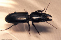 Black Ground Beetle - photo of a ground beetle