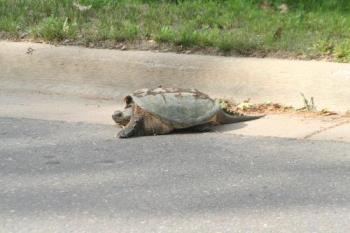 Large Turtle - This was taken on my way to work with my Canon Digital Rebel XT. I decided to stay in the car and use my telephoto lens.