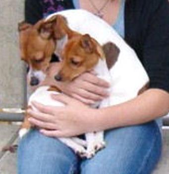 grrlees! - Rat terriers are angels and devils in small packages!