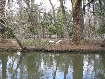 Queens Park - Queens Park Melbourne, one of the duck Islands on the lake