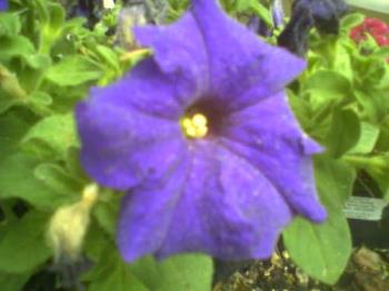 Sending A Flower - Purple Petunia from My Porch Sending A Flower - Purple Petunia from My Porch