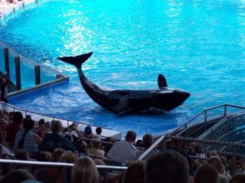 Shamu picture taken in Florida - This is a picture of Shamu taken in Orlando, or what many people consider to be the dream vacation. Shamu picture taken in Florida - This is a picture of Shamu taken in Orlando, or what many people consider to be the dream vacation.