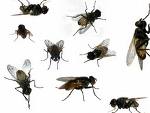 Pesky buggers!! - a lot of flies Pesky buggers!! - a lot of flies