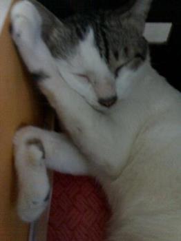 Kuting - Very lazy cat. He&#039;s always sleeping....