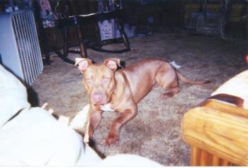 My Baby Redman - A picture of my Pit Redman, R.I.P.. He was like my son, he loved me with all his heart and soul. I miss you baby! 