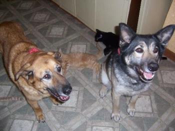 Our two big indoor dogs Tasha and Cherokee - Our dogs remain indoors during the day and sleep outside during warm weather. Tasha is a Lab/Shepherd Cross and going into her 16th year. Cherokee is past 7 years and a Shepherd Husky cross. They are great animals and we love what they add to life as loving companions.