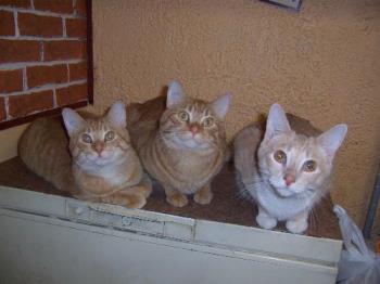 Our three male cats waiting to be fed - This is a photo of 3 or our 5 cats waiting to be fed. The sign overhead says, "Cats are like potato chips...you cannot have one." There are two ginger marmalades called Tigger and Tee-Tooh...and the lighter beige one is Nova. They are all around 1 year. Our three male cats waiting to be fed - This is a photo of 3 or our 5 cats waiting to be fed. The sign overhead says, "Cats are like potato chips...you cannot have one." There are two ginger marmalades called Tigger and Tee-Tooh...and the lighter beige one is Nova. They are all around 1 year.