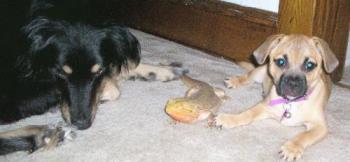 Star, Piston, & Hemi - One big happy family! LOL. These our my pets. Star, Piston, And Hemi. Star, Piston, & Hemi - One big happy family! LOL. These our my pets. Star, Piston, And Hemi.