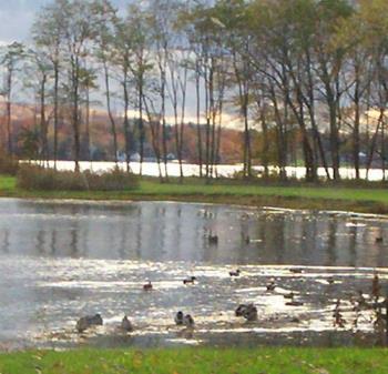 Senery - a picture of ducks on the water. 