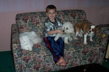 Lucy - Lucy with Dylan and Duke . Duke died from the pet food that had poison in it.