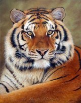 tiger - fierce