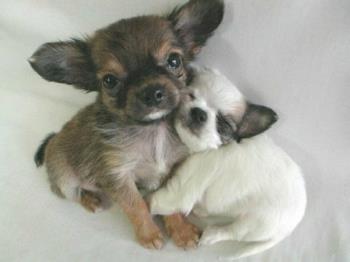 In Case You Need A Hug - Puppy Hugs to you!