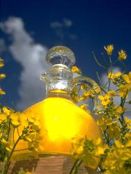 canola oil - canola oil