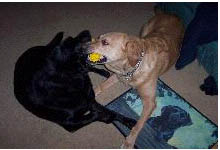 Denny & Robbie - These are the guys, Denny, the black lab, was 11 in July. Robbie will be 9 in December. Robbie is Denny&#039;s son, he was born with a bad heart, when we got him, we were told he would not live to be more then a year old.

We did not want him spending his short life in a kennel..but he fooled them all.
