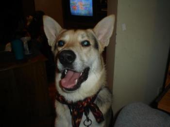 Max - My dog, a shepherd husky cross.