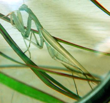 bug - praying mantis bug - praying mantis