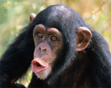 Hairy Chimpanzee - Very hairy chimpanzee