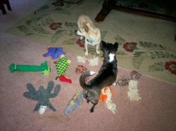 Pepi and Honey - Guarding their toys
