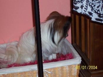 bad dog, he is pouting - Petie the pouting doggy