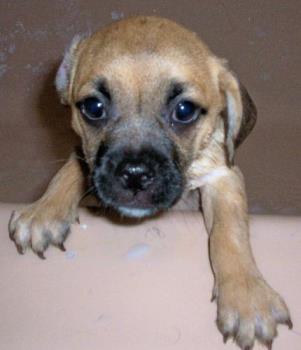 Our Pup Hemi - This is Hemi our 3 month old Puggle Jug. She is to cute! LOL