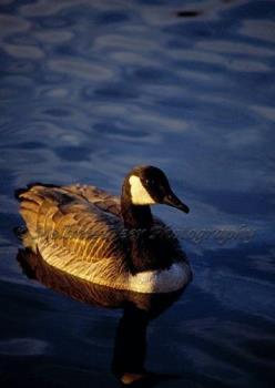 Photo Of A Canada Goose (Watermarked version) - image of a canada goose