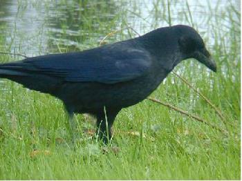 Crow - A bird that I&#039;M afraid of, a crow