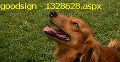 petdog - dog "body and voice" language can be learned through dog training class..