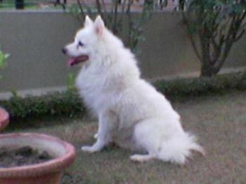 My dog... - Now u can make out how big pomeranins are, right???