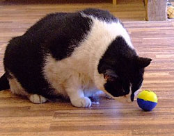Cat with a treat ball - Treat balls drop crunchies when cats roll them around.

