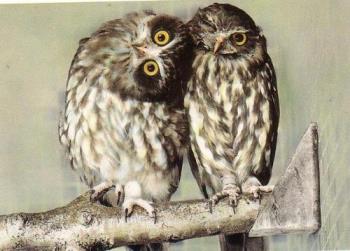 Snuggling owls - Two snuggling owls...even though my hubby really is a lark in disguise.