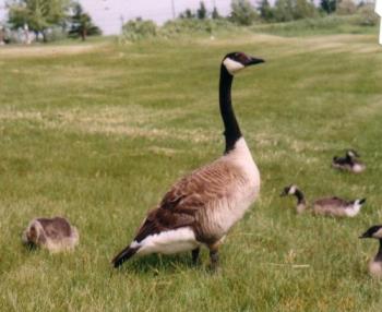 Up close and personal with Canadian Geese - This picture was taken while taking a nature walk. The goose was in a friendly mood and my hubs and I were able to sit down and she came sidling up to us and posed for the picture...needless to say it made our day! It was the one shot that DIDN&#039;T get away from us.