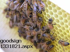 honey comb - honey comb produce original honey. [http://www.mylot.com/w/discussions/1331821.aspx]
