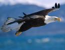 Bald Eagle - The US symbol for freedom Bald Eagle - The US symbol for freedom