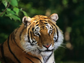 Tiger - The Bengal Tiger Tiger - The Bengal Tiger