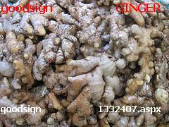 ginger - ginger [1332407.aspx].[Use of ginger in daily food preparations reduces pain in joints and muscles.Use of fresh ginger reduces cholestrol levels and also helps in digestion, controlling sugar levels in the blood.]