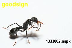 ant - htp://www.mylot.com/1333885.aspx