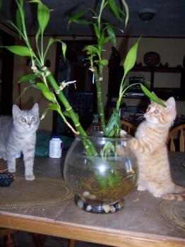 Two kitties getting into mischief - This is a photo of two of our five cats getting into mischief with a bamboo plant. Ellie is the gray female...Tee-Tooh is the smallest of two ginger male cats. Two kitties getting into mischief - This is a photo of two of our five cats getting into mischief with a bamboo plant. Ellie is the gray female...Tee-Tooh is the smallest of two ginger male cats.