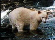 albino bear cub - a picture of an albino bear cub