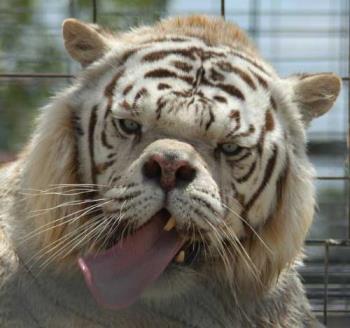 white tiger - nice