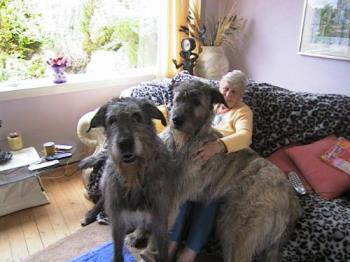 Huge dogs.. - Irish wolfhounds