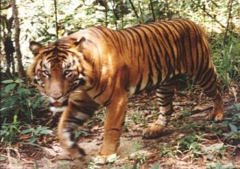 sumatran tiger - this is super