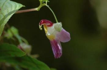 parrot flower - another view of the parrotflower