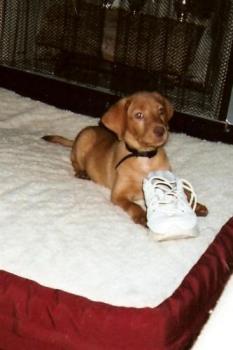 Ginger-fox fur labrador - Labrador 
Fox colored lab
Puppies 
Dogs