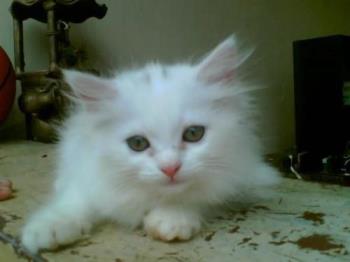 persian cat - I like persian cats. I find them sweet and beautiful.I always wanted to have a persian cat but, I couldn&#039;t afford buying one. I had a cat before but, she was a mixed persian and siamese cat. 