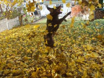 leaf jumping - my chessie trying to catch leaves
