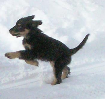 Star in the snow - This is my pup star lasy year in the snow. She loves snow
