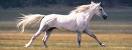 running horse - horse running from tornado