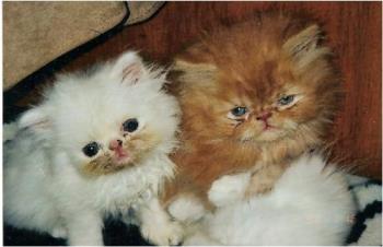 Two Persian kittens - Persian kittens orange and white