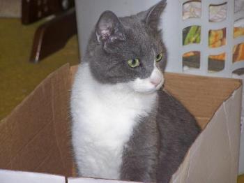 Bob in a Box - just sitting..in a box..for no apparent reason
